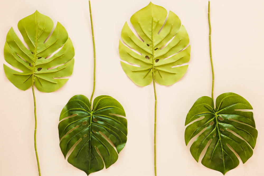 Umbrella Plant Drooping Leaves