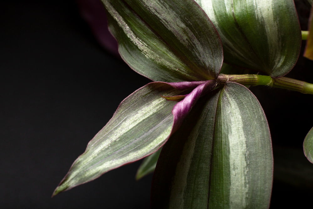 Black Pagoda Lipstick Plants