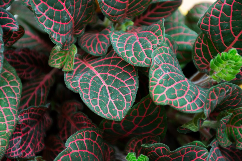 Variegated Rubber Plant