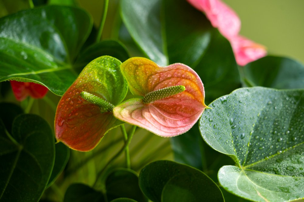 Propagate Lipstick Plant Leaves