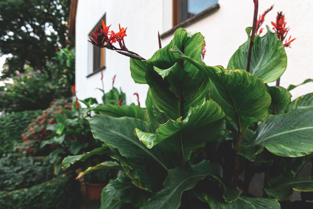 Repot Lipstick Plant