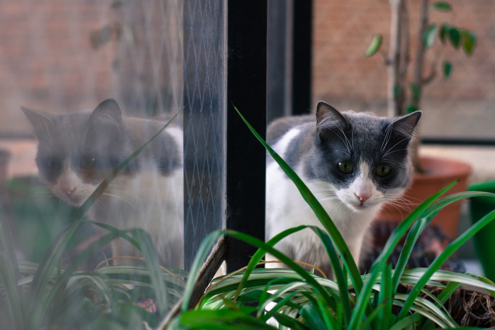Is Umbrella Plant Poisonous to Cats