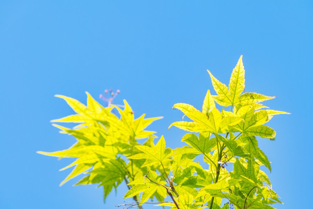 ZZ Plant Turning Yellow