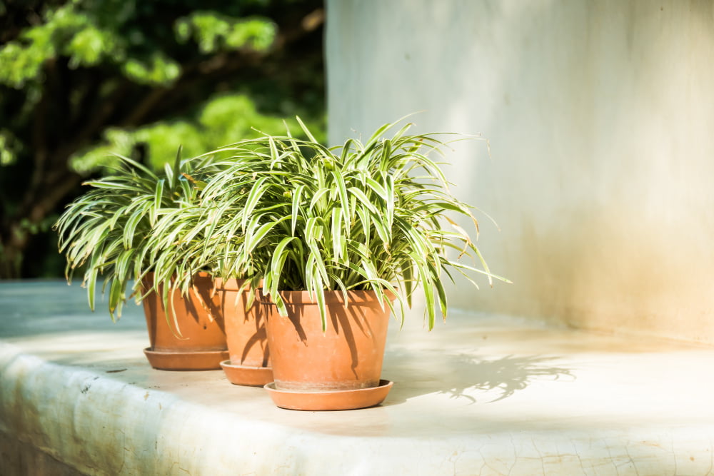 Pot Size for Your Umbrella Plant
