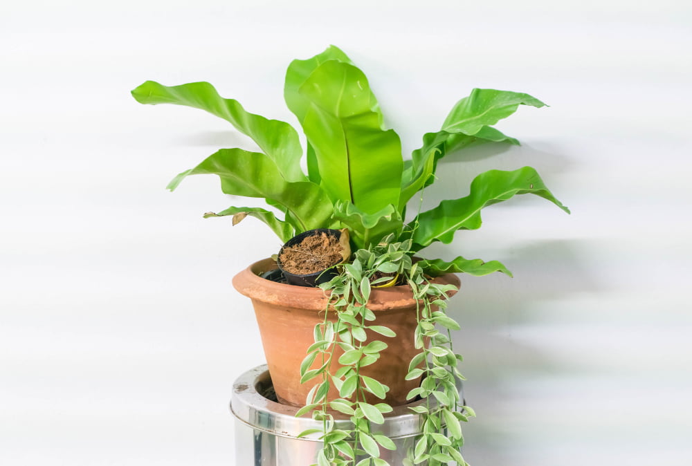 Propagate Umbrella Plant