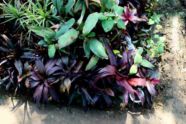 Burgundy Rubber Plant Green