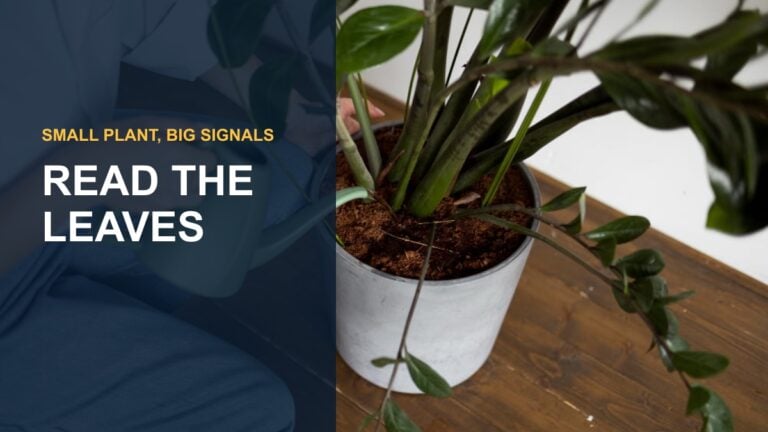 Baby Rubber Plant Care: A Comprehensive Guide — thumbnail text: READ THE LEAVES