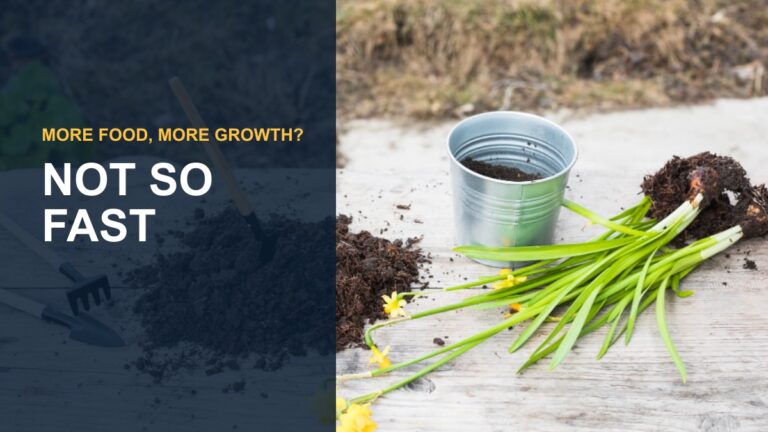 Umbrella Plant Fertilizer: Best Type & Feeding Schedule — thumbnail text: NOT SO FAST
