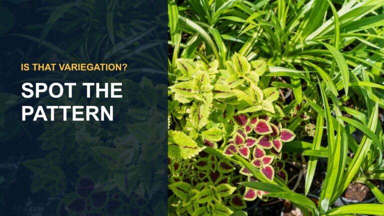 Exploring the Fascinating World of ZZ Plant Variegation types — thumbnail text: SPOT THE PATTERN