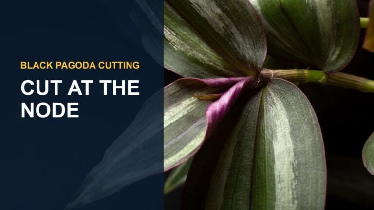 Grow Your Own Black Pagoda Lipstick Plants: Easy Propagation Tips! — thumbnail text: CUT AT THE NODE