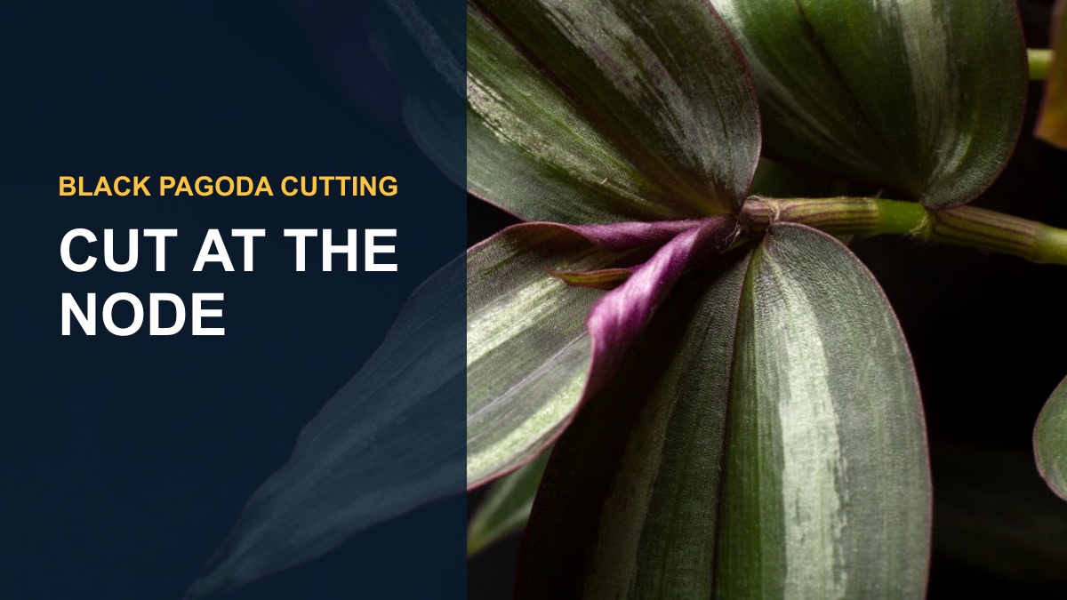 Grow Your Own Black Pagoda Lipstick Plants: Easy Propagation Tips! — thumbnail text: CUT AT THE NODE