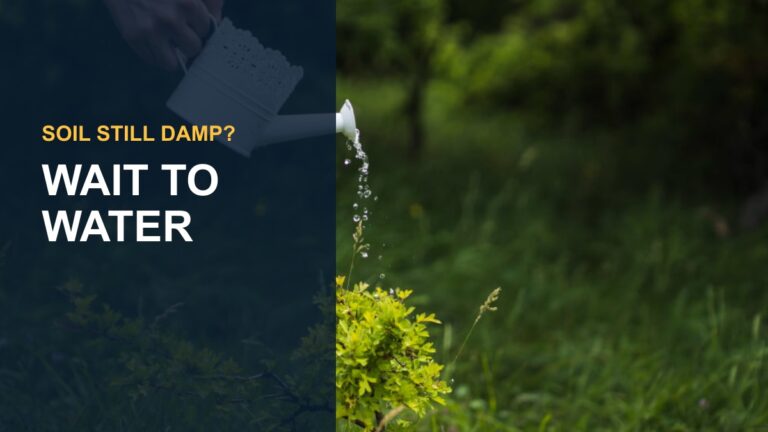 How Much Water Does a ZZ Plant Need: A Comprehensive Guide — thumbnail text: WAIT TO WATER