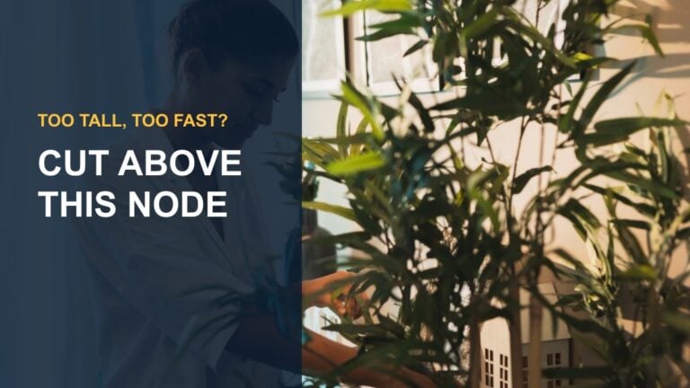 How to Trim a Rubber Plant: A Step-by-Step Guide — thumbnail text: CUT ABOVE THIS NODE