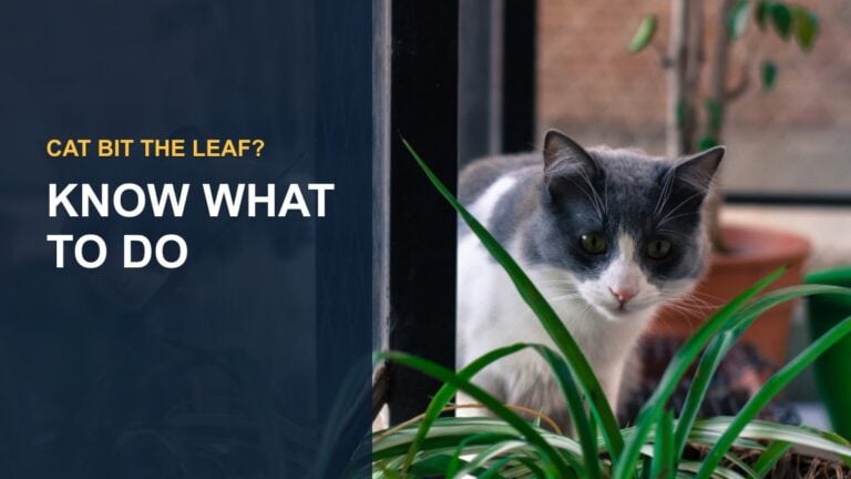 Is Umbrella Plant Poisonous to Cats? What Pet Owners Need to Know — thumbnail text: KNOW WHAT TO DO