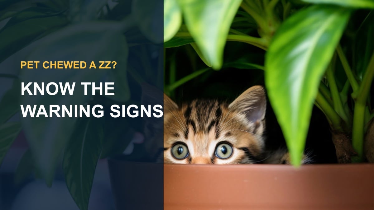 Are ZZ Plants Toxic to Cats and Dogs? Pet Safety Guide — thumbnail text: KNOW THE WARNING SIGNS