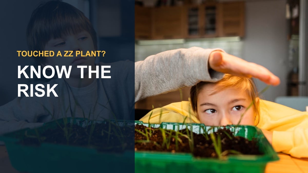 Is the ZZ Plant Toxic to Humans? Symptoms & Safety — thumbnail text: KNOW THE RISK