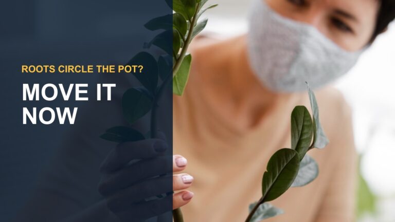 Knowing When It's Time to Transplant Your Lipstick Plant — thumbnail text: MOVE IT NOW