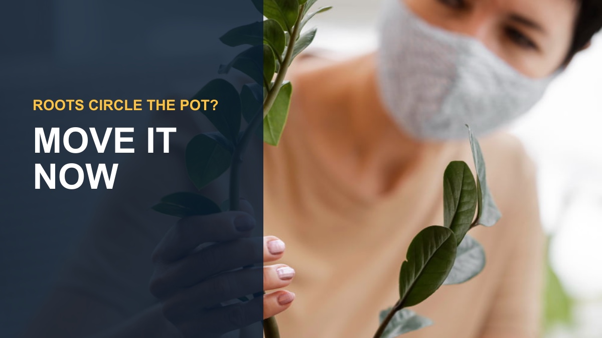 Knowing When It's Time to Transplant Your Lipstick Plant — thumbnail text: MOVE IT NOW