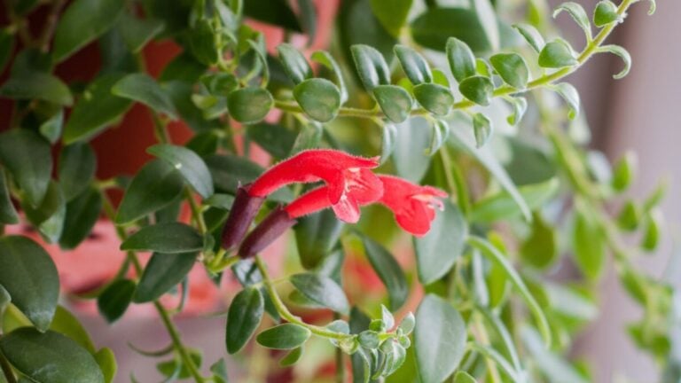 Red lipstick plant flowers among trailing green leaves