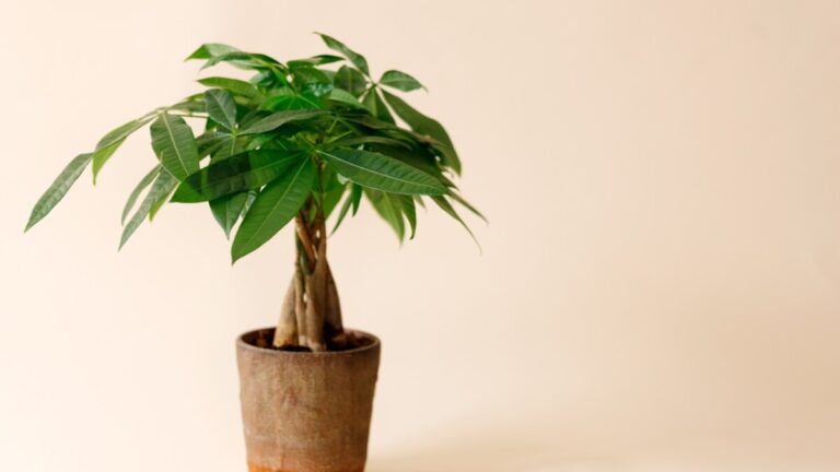 Pachira aquatica money tree with a braided trunk and long leaflets