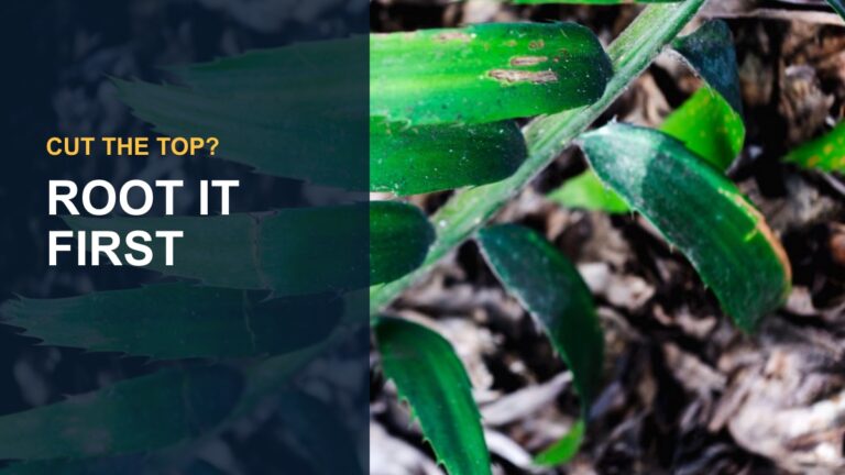 Propagate Rubber Plant: A Guide to Growing Your Own Greenery — thumbnail text: ROOT IT FIRST
