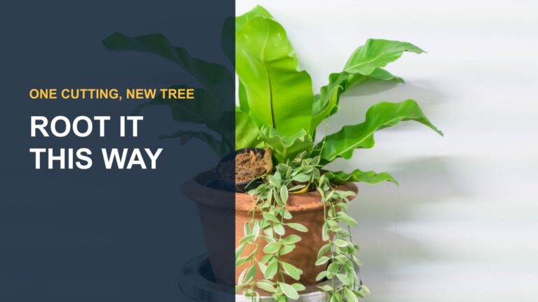Propagate Umbrella Plant: A Guide to Growing Your Indoor Jungle — thumbnail text: ROOT IT THIS WAY