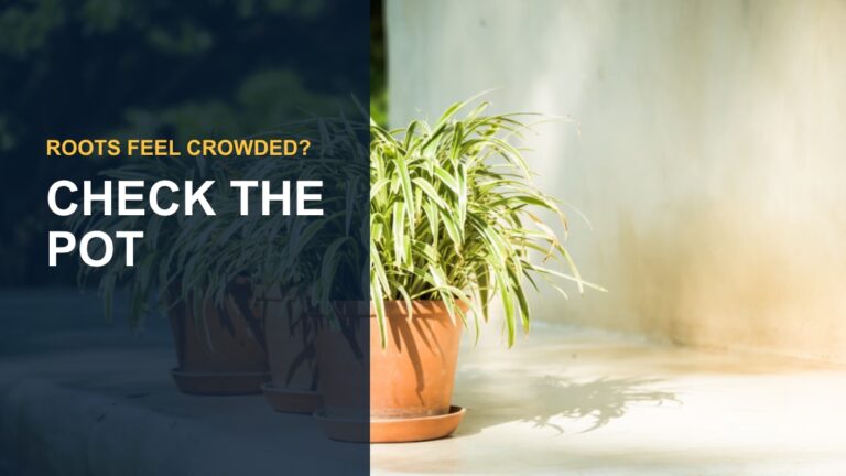 Umbrella Plant Pot Size: How to Choose the Right Pot — thumbnail text: CHECK THE POT