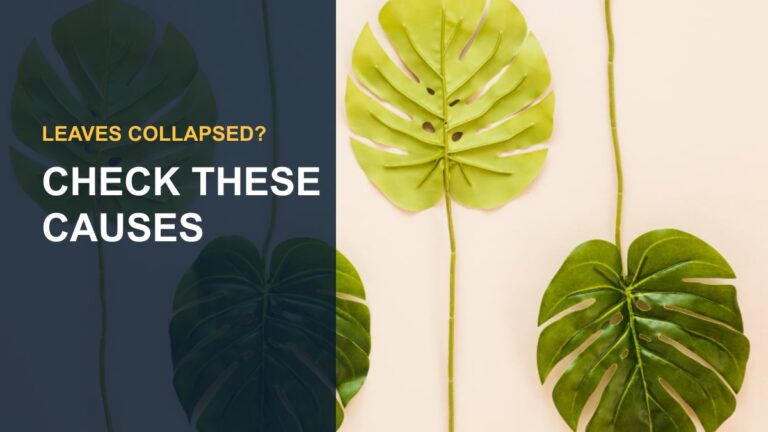 Umbrella Plant Drooping Leaves: Causes and Solutions — thumbnail text: CHECK THESE CAUSES
