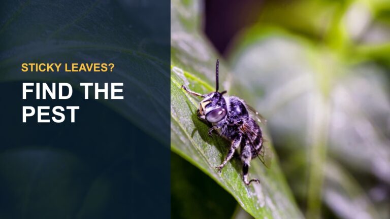 Umbrella Plant Pests and Diseases: How to Identify and Treat Common Issues — thumbnail text: FIND THE PEST