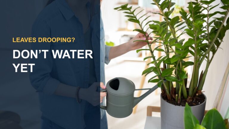 Unlocking the Secrets of Properly Watering Your Burgundy Rubber Plant — thumbnail text: DON'T WATER YET
