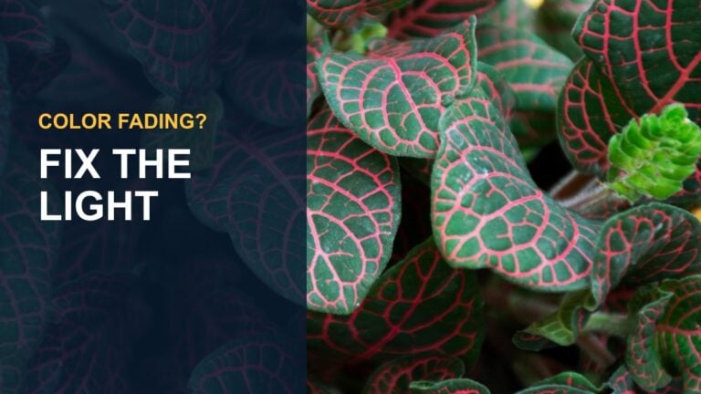 Variegated Rubber Plant: Care Tips and Growing Guide — thumbnail text: FIX THE LIGHT
