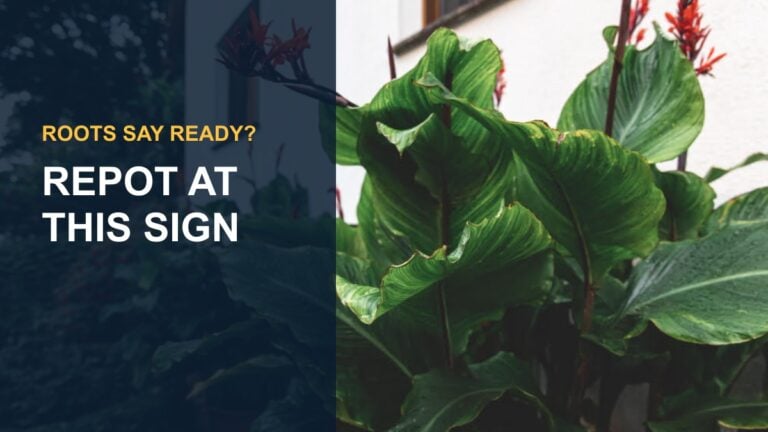 When to Repot Lipstick Plant? — thumbnail text: REPOT AT THIS SIGN