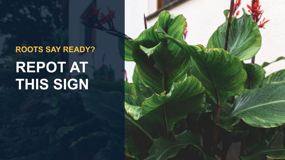 When to Repot Lipstick Plant? — thumbnail text: REPOT AT THIS SIGN