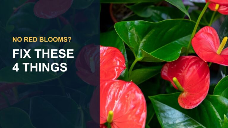 Why Doesn't My Lipstick Plant Bloom? — thumbnail text: FIX THESE 4 THINGS