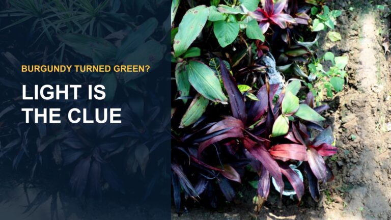 Why is My Burgundy Rubber Plant Green? Unveiling the Mystery — thumbnail text: LIGHT IS THE CLUE