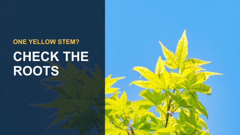 Why Is My ZZ Plant Turning Yellow: Common Causes and Solutions — thumbnail text: CHECK THE ROOTS