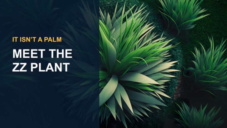 Emerald Palm (ZZ Plant): Identity, Care & Toxicity — thumbnail text: MEET THE ZZ PLANT