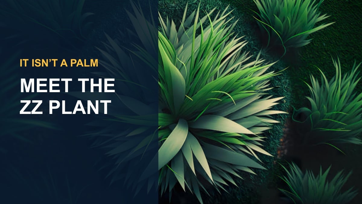 Emerald Palm (ZZ Plant): Identity, Care & Toxicity — thumbnail text: MEET THE ZZ PLANT