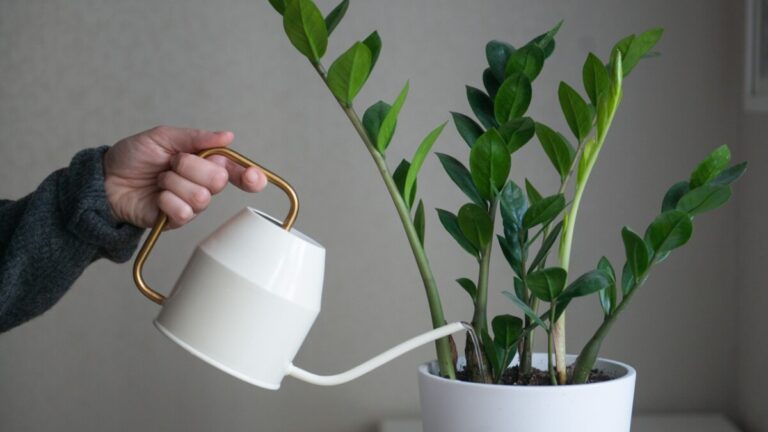 Watering the potting mix of a ZZ plant with a watering can