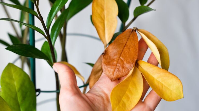 Yellow and brown leaflets on a ZZ plant beside green growth