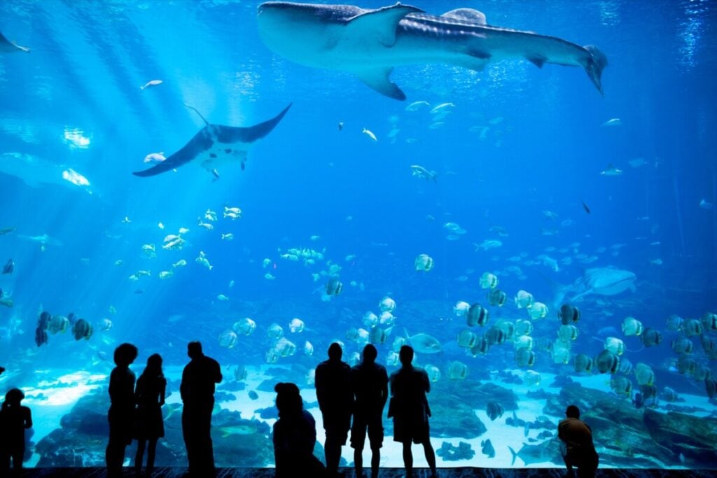 Whale sharks, manta rays and visitors inside Georgia Aquarium’s Ocean Voyager gallery