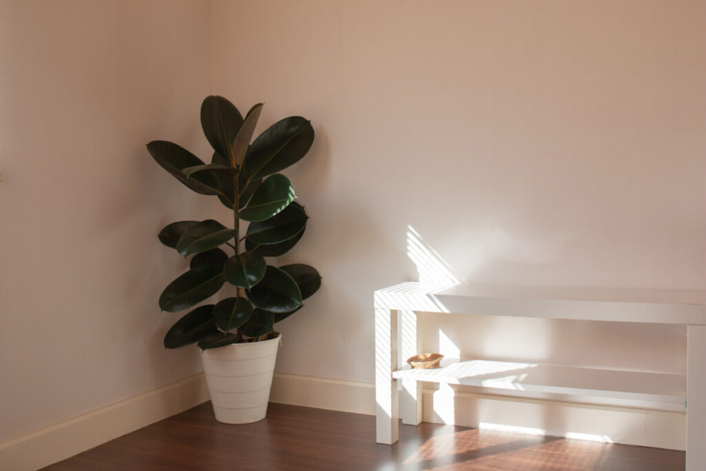 burgundy rubber plant turning green – Adobe Stock plant photo