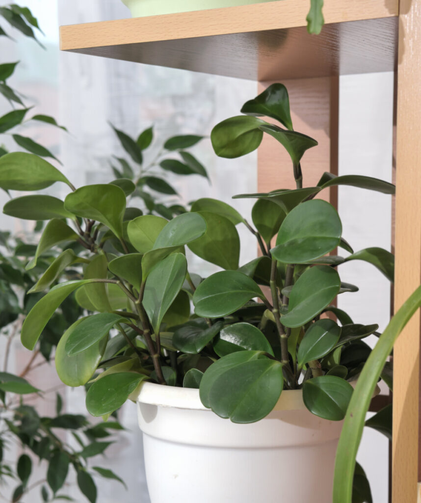 peperomia obtusifolia care – Adobe Stock plant photo