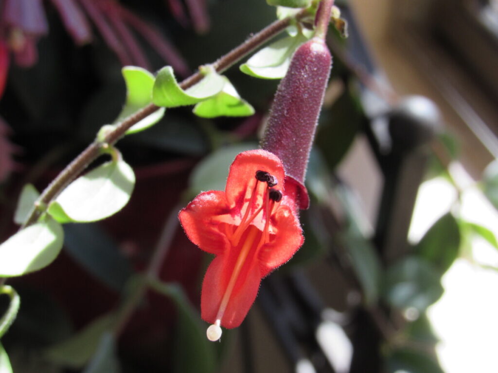 when to repot a lipstick plant – Adobe Stock plant photo