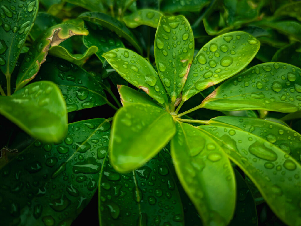 Umbrella tree leaves for a money tree vs umbrella tree comparison