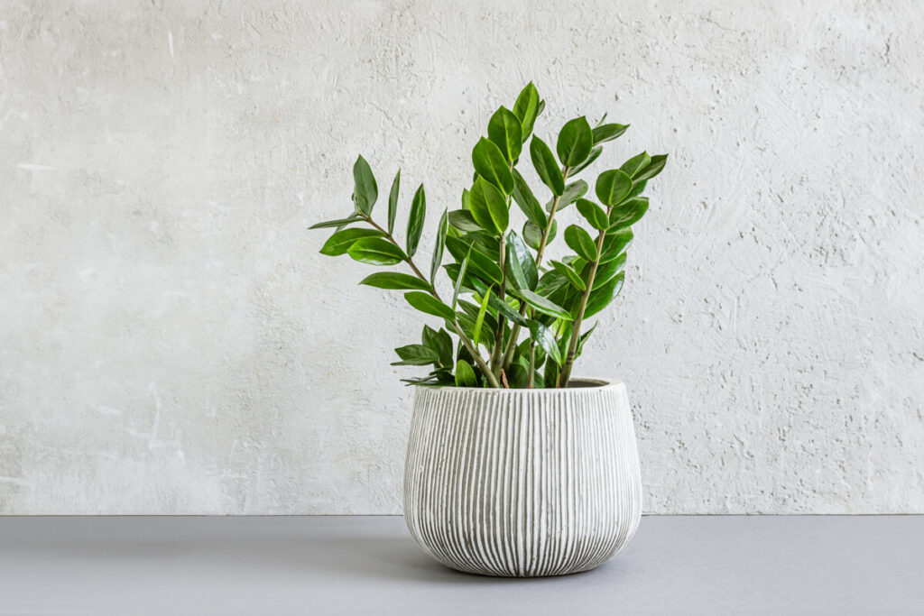 Emerald palm or ZZ plant with glossy leaflets